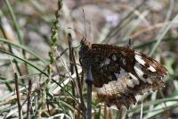 Brintesia circe