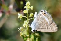Lampides boeticus