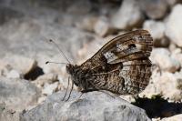Hipparchia semele