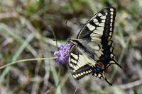 Papilio machaon