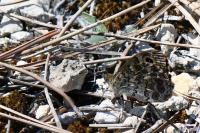 Lasiommata megera
