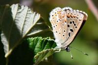 Lysandra bellargus