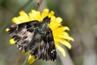 Carcharodus alceae