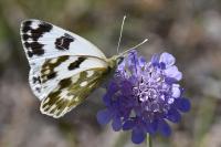 Pontia daplidice