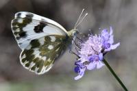 Pontia daplidice