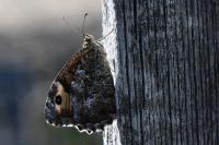 Hipparchia semele