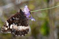 Brintesia circe