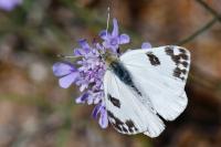 Pontia daplidice