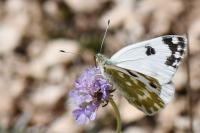 Pontia daplidice