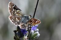 Spialia sertorius