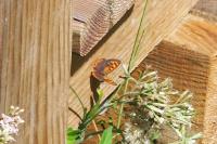 Lycaena phlaeas