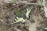 Papilio machaon