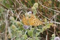 Argynnis paphia