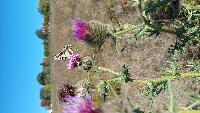 Papilio machaon