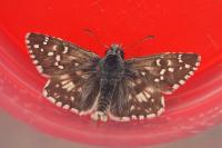 Pyrgus armoricanus