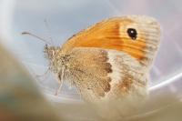 Coenonympha pamphilus