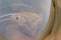 Maniola jurtina