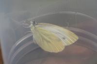 Pieris napi
