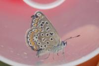 Polyommatus icarus