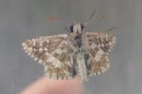 Pyrgus armoricanus