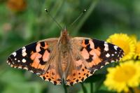 Vanessa cardui