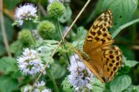 Argynnis paphia