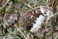 Brintesia circe