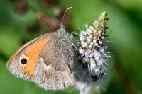 Coenonympha pamphilus