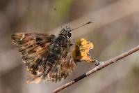 Carcharodus alceae
