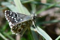 Pyrgus armoricanus