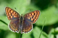 Lycaena tityrus