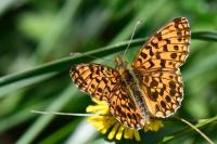 Boloria dia