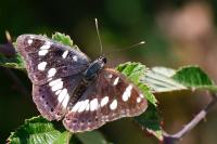 Limenitis reducta