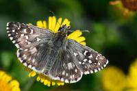 Pyrgus armoricanus