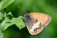 Coenonympha arcania