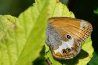 Coenonympha arcania