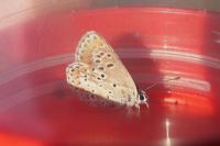 Aricia agestis