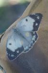 Colias crocea