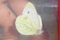 Pieris napi