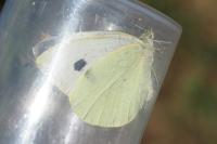 Pieris brassicae