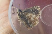 Pyrgus armoricanus