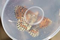 Melitaea didyma