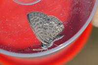 Leptotes pirithous