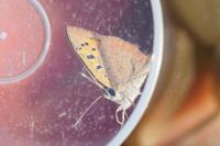 Lycaena phlaeas