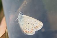 Polyommatus icarus