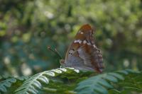 Apatura ilia
