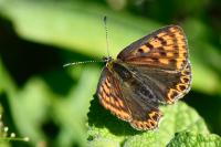 Lycaena tityrus