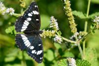 Limenitis reducta