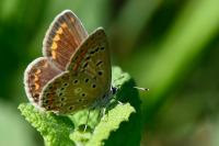 Polyommatus icarus