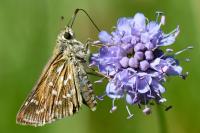 Hesperia comma